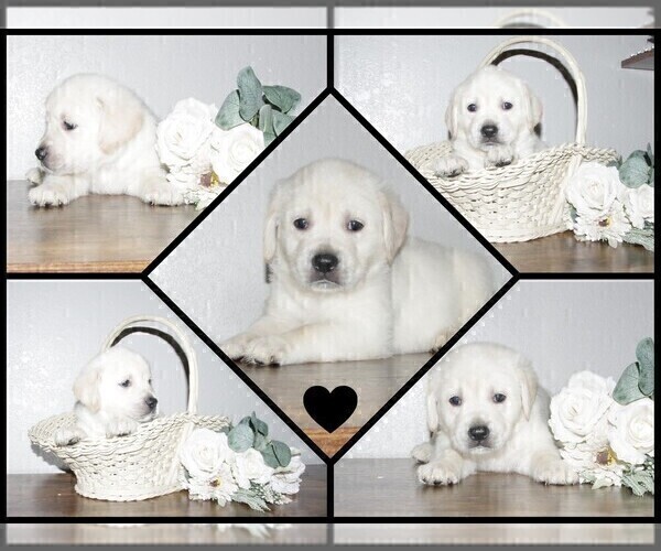 Medium Photo #14 English Cream Golden Retriever-Labrador Retriever Mix Puppy For Sale in FORT COLLINS, CO, USA