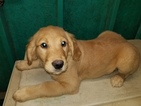 Small Photo #4 Golden Retriever Puppy For Sale in DUVALL, WA, USA