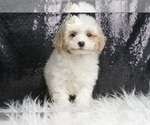 Puppy Butterscotch Maltipoo