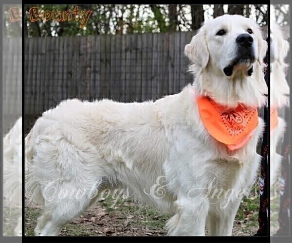 Medium Photo #26 English Cream Golden Retriever Puppy For Sale in BROWNSTOWN, MI, USA
