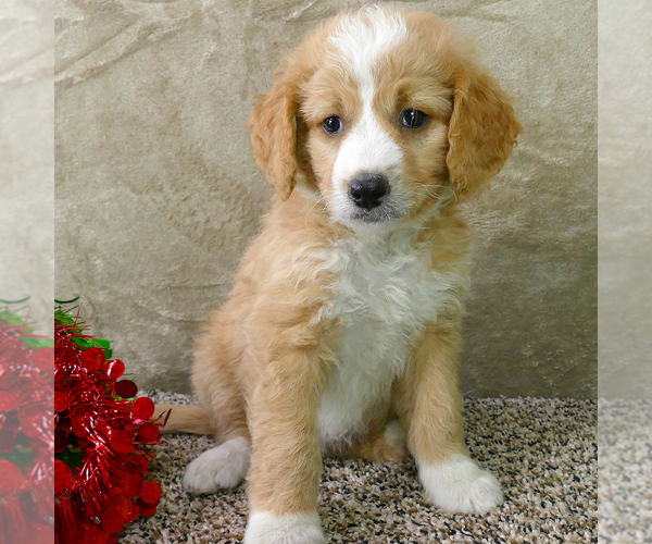 Medium Photo #2 Bernedoodle (Miniature) Puppy For Sale in ROY, UT, USA