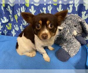 Chihuahua-Unknown Mix Dogs for adoption in Modesto, CA, USA