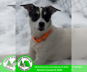 Alaskan Malamute-Norwegian Elkhound Mix Dogs for adoption in Stroudsburg, PA, USA