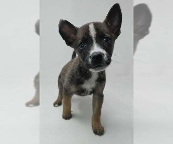 Medium Photo #1 Labrador Retriever-Unknown Mix Puppy For Sale in Brewster, NY, USA
