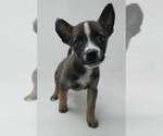 Small Labrador Retriever Mix