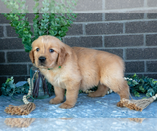 Medium Photo #1 Golden Retriever Puppy For Sale in MILLERSBURG, OH, USA