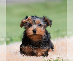 Small Photo #46 Yorkshire Terrier Puppy For Sale in WARSAW, IN, USA