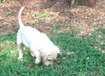 Small Photo #8 Labrador Retriever Puppy For Sale in BARNESVILLE, GA, USA