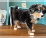 Small Photo #11 Bernedoodle (Miniature) Puppy For Sale in LAWRENCE, MI, USA