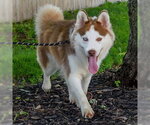 Small #1 Siberian Husky Mix