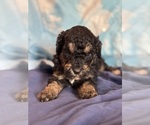 Theodore - Male Bernedoodle (Miniature) Puppy for Sale - Photo #4