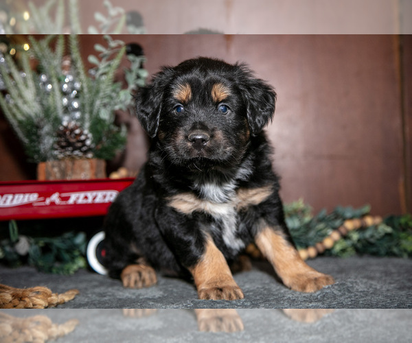 Medium Photo #6 Miniature Australian Shepherd Puppy For Sale in SHREVE, OH, USA
