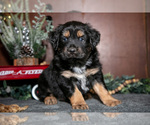 Small Photo #6 Miniature Australian Shepherd Puppy For Sale in SHREVE, OH, USA