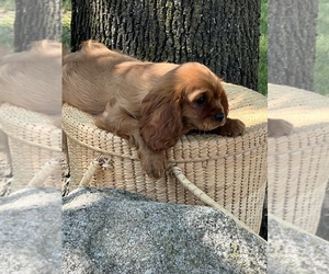Cavalier King Charles Spaniel Puppy for sale in NILES, MI, USA