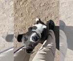 Small #7 American Staffordshire Terrier Mix