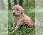 Small Photo #8 Goldendoodle Puppy For Sale in FORDLAND, MO, USA