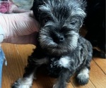 Small Photo #1 Schnauzer (Miniature) Puppy For Sale in OMAHA, NE, USA