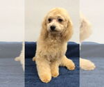 Small #1 Bichon Frise Mix