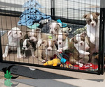 Small Photo #5 Boston Terrier Puppy For Sale in ORANGE, TX, USA