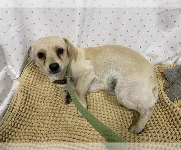 Medium Photo #1 Chihuahua-Unknown Mix Puppy For Sale in Modesto, CA, USA