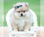 Small #4 Pomeranian