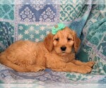 Small Photo #5 Goldendoodle Puppy For Sale in KIRKWOOD, PA, USA