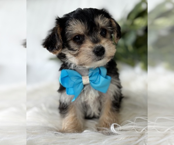 Medium Photo #1 Morkie Puppy For Sale in ROCK STREAM, NY, USA