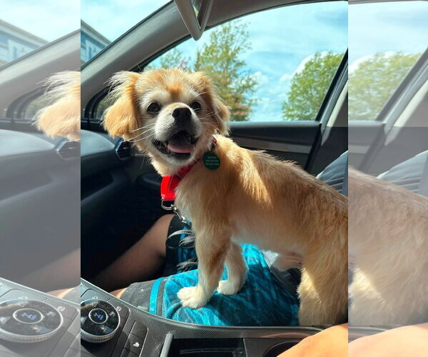 Medium Photo #5 Pekingese Puppy For Sale in Arlington, VA, USA