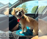 Small #4 Pekingese