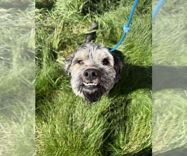 Medium Photo #2 - Mix Puppy For Sale in Salinas, CA, USA