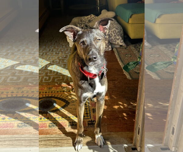 Medium Photo #6 Mutt Puppy For Sale in Wakefield, RI, USA