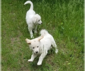 Golden Pyrenees-Great Pyrenees Mix Puppy for Sale in RAVENNA, Michigan USA