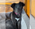 Small #2 Labrador Retriever Mix