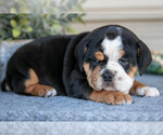 Small #2 Beabull