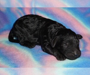 Labradoodle Puppy for sale in LA HABRA, CA, USA