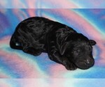 Image preview for Ad Listing. Nickname: black girl