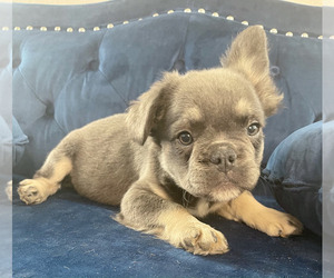 French Bulldog Puppy for sale in RIVERSIDE, CA, USA