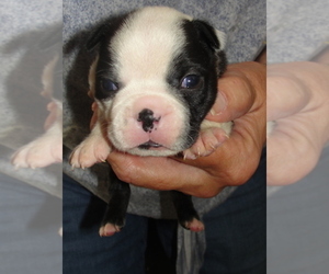 Boston Terrier Puppy for sale in BEND, OR, USA