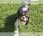 Small #8 Cavalier King Charles Spaniel