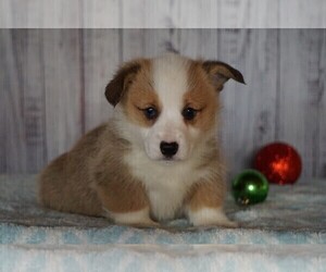 Pembroke Welsh Corgi Puppy for sale in FREDERICKSBG, OH, USA