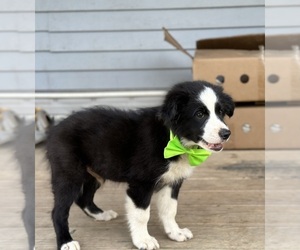 Borador Puppy for sale in LANCASTER, PA, USA