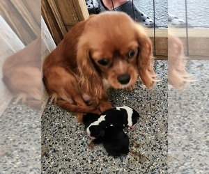 Mother of the Cavalier King Charles Spaniel puppies born on 07/15/2023