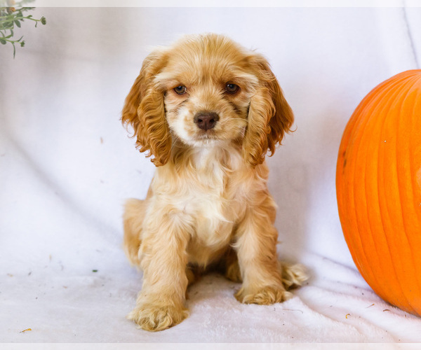 Medium Photo #6 Cocker Spaniel Puppy For Sale in WAKARUSA, IN, USA