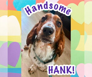 Basset Hound Dogs for adoption in Brookville, OH, USA
