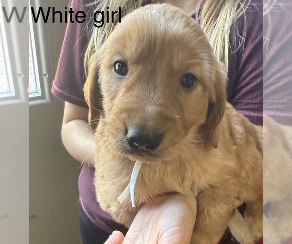 Medium Photo #13 Golden Retriever Puppy For Sale in WEEKI WACHEE, FL, USA