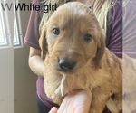 Litter of 6 - Male(s) and Female(s) Golden RetrieverLitter of Puppies for Sale - Photo #13