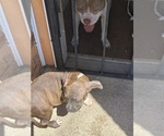 Small #13 American Pit Bull Terrier