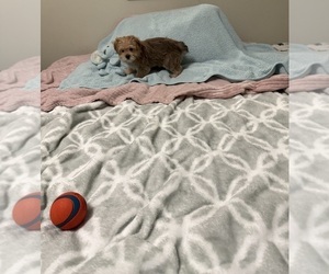 Yorkshire Terrier Puppy for sale in BENSON, NC, USA