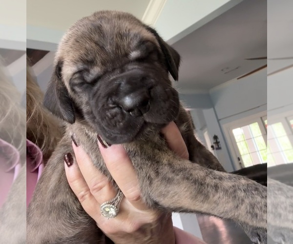 Medium Photo #10 Great Dane Puppy For Sale in CLANTON, AL, USA