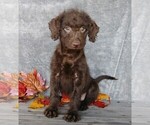 Small Photo #1 Labradoodle-Poodle (Miniature) Mix Puppy For Sale in FREDERICKSBG, OH, USA